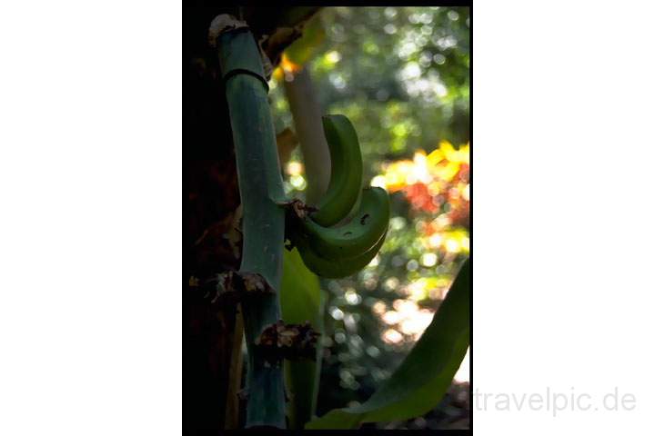 eu_es_teneriffa_017.JPG - Bananen werden trotz des hohen Wasserbedarfs auf den Kanaren vielerorts angebaut, Teneriffa