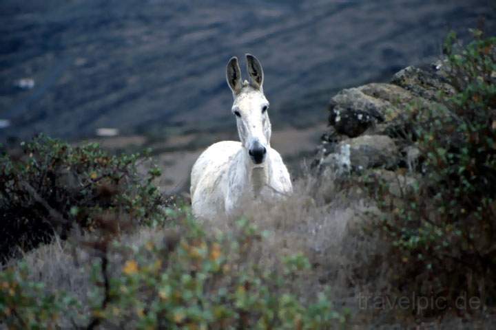 eu_es_el_hierro_011.JPG - Ein Esel auf El Hierro, der kleinsten und ruhigsten Insel der Kanaren, Spanien