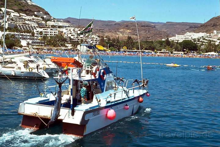 eu_es_gran_canaria_002.JPG - Das touristische Zentrum für Sportfischer auf Gran Canaria ist Puerto Rico, Kanaren