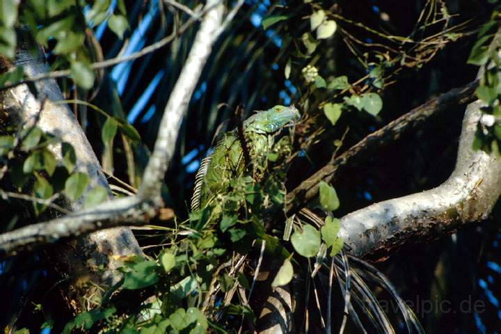 ma_belize_002.JPG - Ein Iguana auf einem Baum im Norden von Belize