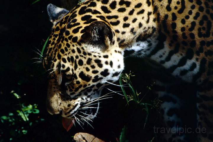 ma_belize_003.JPG - Ein Tiger ganz nah im Zoo von Belize