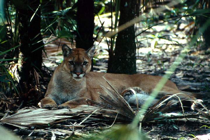 ma_belize_004.JPG - Ein Puma in natürlicher Umgebung im Zoo von Belize