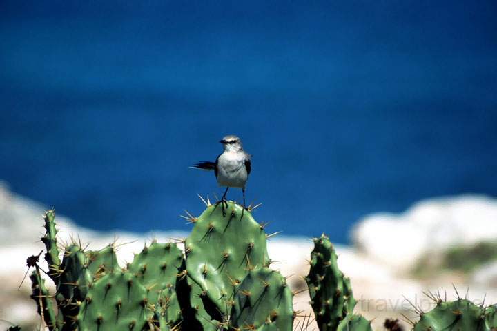 ma_mexiko_002.JPG - Ein Vogel am Meer auf der Isla de Mujeres bei Cancun, Mexiko