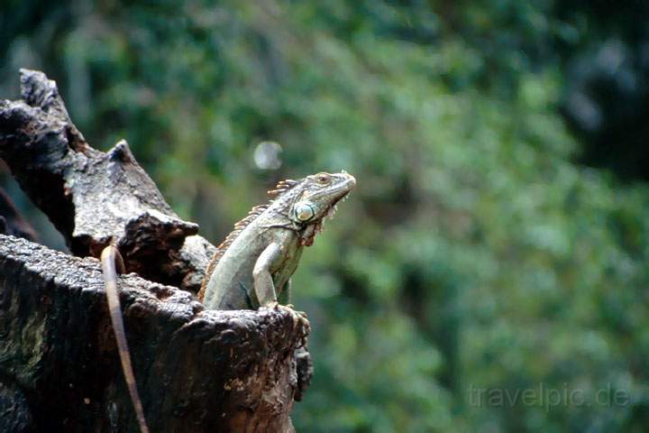 ma_mexiko_009.JPG - Ein Iguana im Parque La Venta in Villahermosa, Mexiko