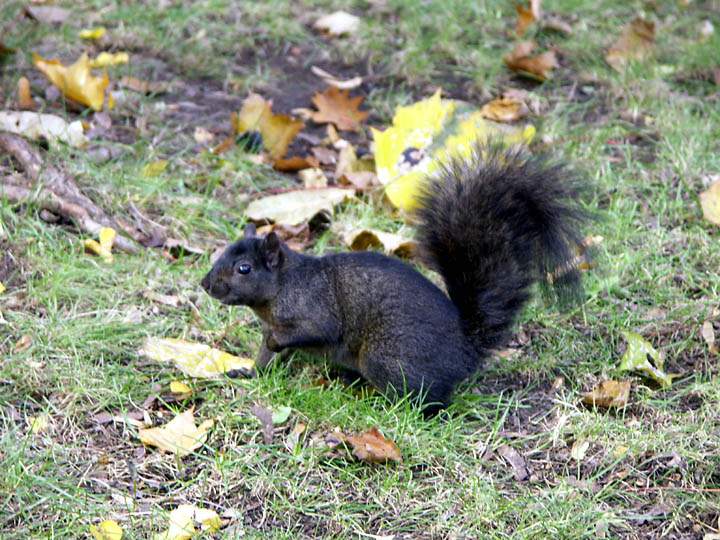 na_ca_toronto_019.JPG - Eichhörnchen in einem der Parks in Toronto