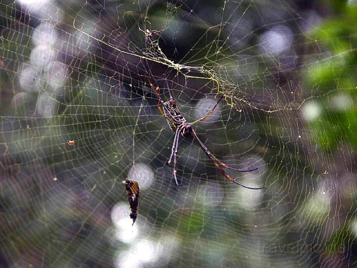 sa_ar_iguacu_009.JPG - Eine Spinne spinnt ihr Netz entlang der Brückenstege
