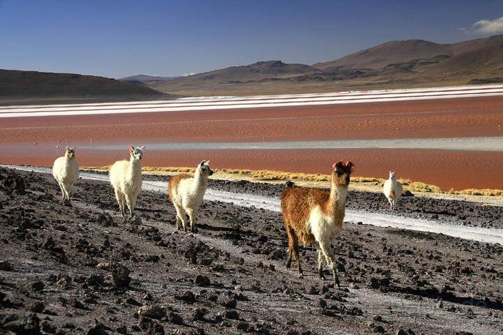 sa_bo_laguna_colorada_004.jpg - Lamas stolzieren vorbei an der roten  Laguna Colorada