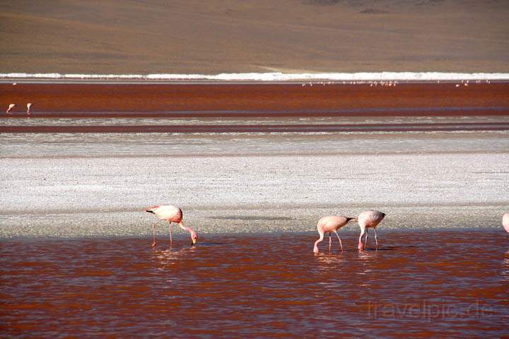 sa_bo_laguna_colorada_008.jpg - Flamencos in der Laguna Colorada in Bolivien