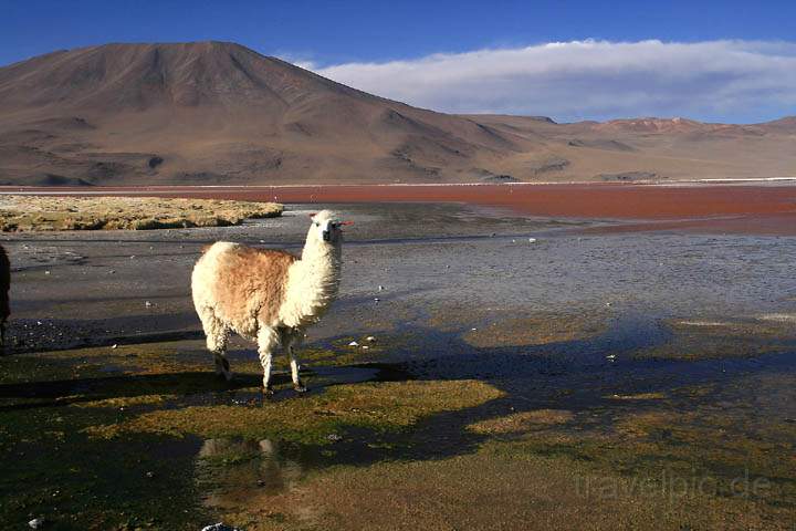 sa_bo_laguna_colorada_012.jpg - Ein Lama steht im Wind der Laguna Colorada in Bolivien