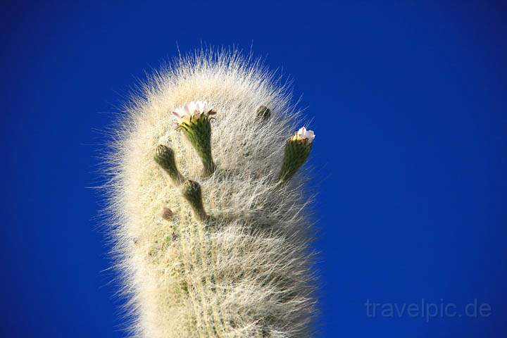 sa_bo_salar_de_uyuni_005.jpg - Ein blühender Kaktus auf der Isla de Pescadores inmitten der Salar de Uyuni