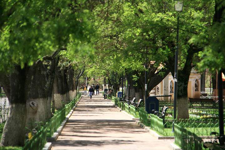 sa_bo_sucre_014.jpg - Eine Baumallee im schön angelegten Parque Bolivar in Sucre