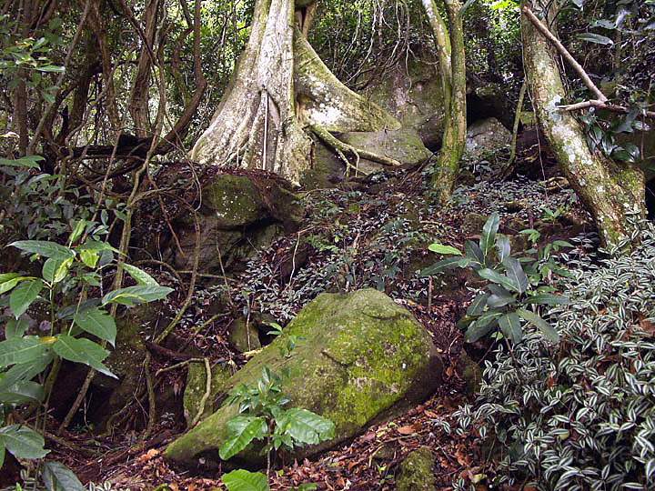 sa_br_angra_019.JPG - Tropische Urwaldvegetation entlang der Wanderwege auf der Ilha Grande