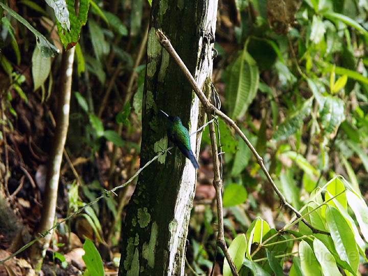 sa_br_angra_020.JPG - Ein blitzschneller Kolibri in freier Natur, Ilha Grande in Brasilien