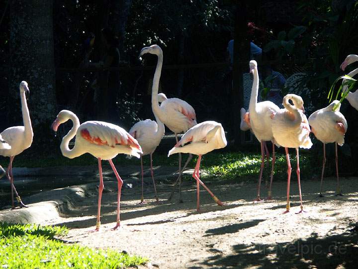 sa_br_iguacu_015.jpg - Flamencos im Birdpark nahe des Iguacu-Wasserfalls