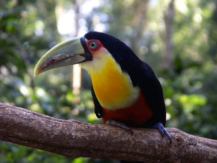 sa_br_iguacu_016.jpg - Ein Tukan im Birdpark nahe des Iguacu-Wasserfalls