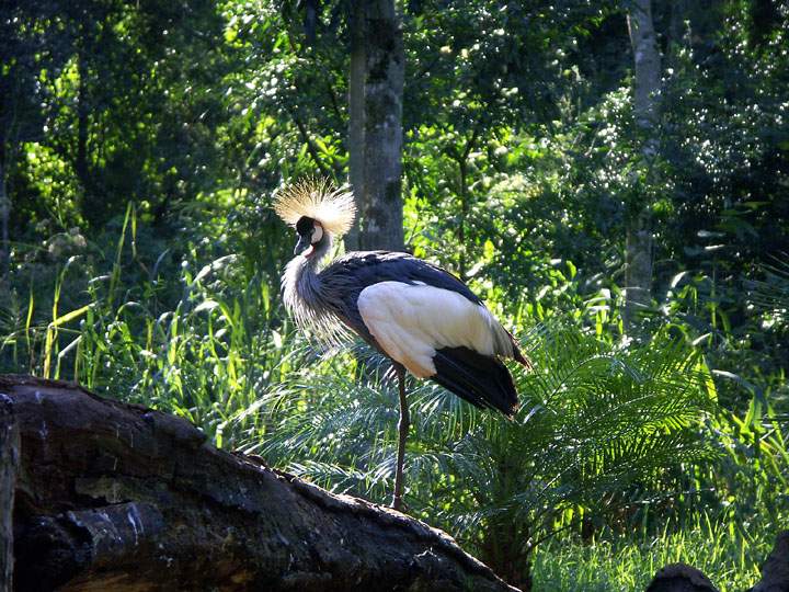 sa_br_iguacu_017.jpg - Impressionen aus dem Birdpark nahe des Iguacu-Wasserfalls