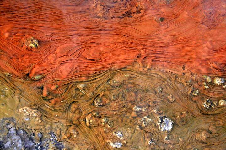 sa_cl_el_tatio_004.jpg - Rote Algen im warmen Wasser des Geysirs von El Tatio