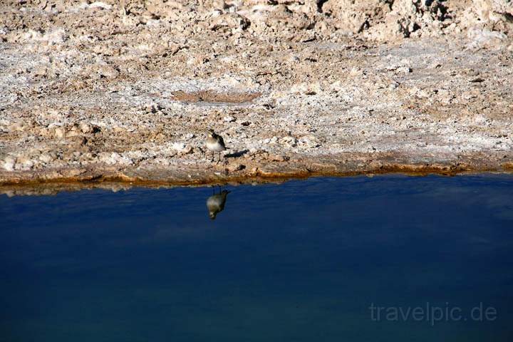 sa_cl_salar_atacama_003.jpg - Ein einsamer Vogel am Wasser der Laguna Chaxa