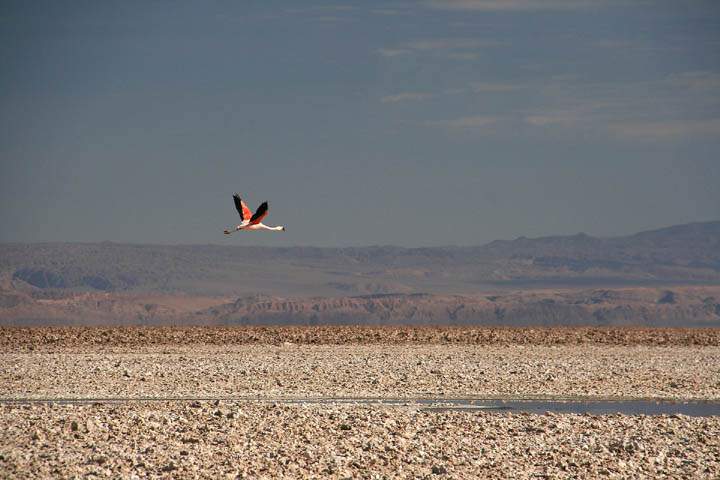 sa_cl_salar_atacama_010.jpg - Ein fliegender Flamengo über dem Salz der Salar de Atacama
