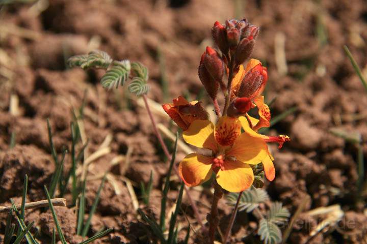 sa_cl_salar_atacama_014.jpg - Pflanzen gibt es nur mit Bewässerung in der Atacama-Wüste