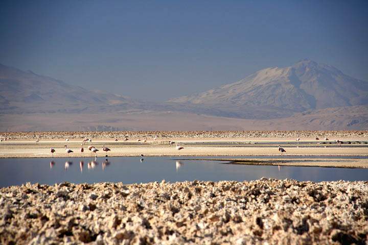 sa_cl_salar_atacama_004.jpg - Flamingos an der Laguna Chaxa in der Salar de Atacama