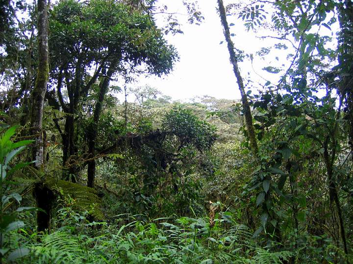 sa_ecuador_013.jpg - Geführte Touren durch das als Ökotourismus anerkannte Naturreservat