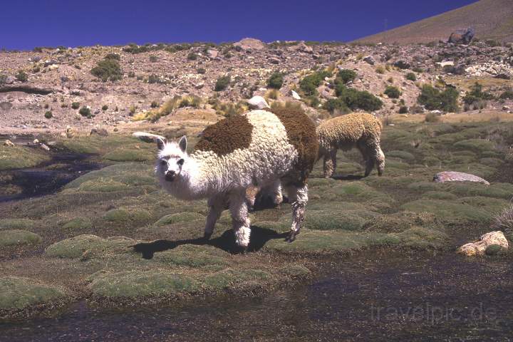 sa_peru_006.JPG - Alpacas auf der Hochebene zum Colca Canyon in Peru