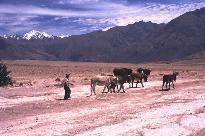 sa_peru_019.JPG - Unterwegs auf dem Hochland bei Cusco in Peru