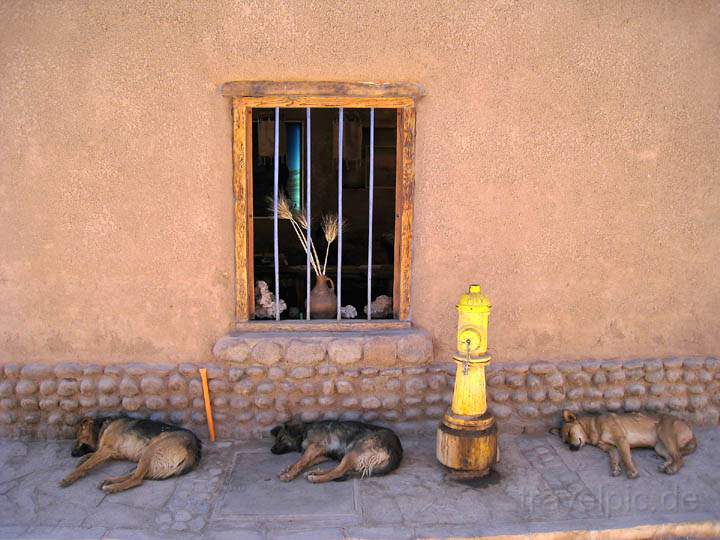 sa_cl_san_pedro_016.jpg - Hunde im Schatten der Wüstensonne in San Pedro de Atacama