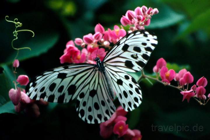 as_singapur_003.JPG - Ein Schmetterling im Zoo von Singapur